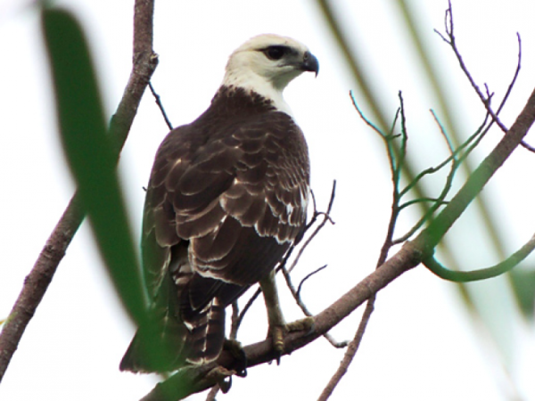 Langkah Positif Lindungi Elang Flores, Warisan Alam Indonesia