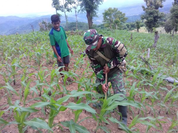 Babinsa Desa Kaowa Lambitu Ajak Warga Biasakan Menanam Pohon