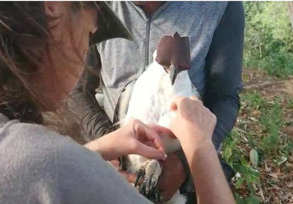 Tim Peneliti Berhasil Pasangi GPS Pada Elang Flores di Kaowa Bima